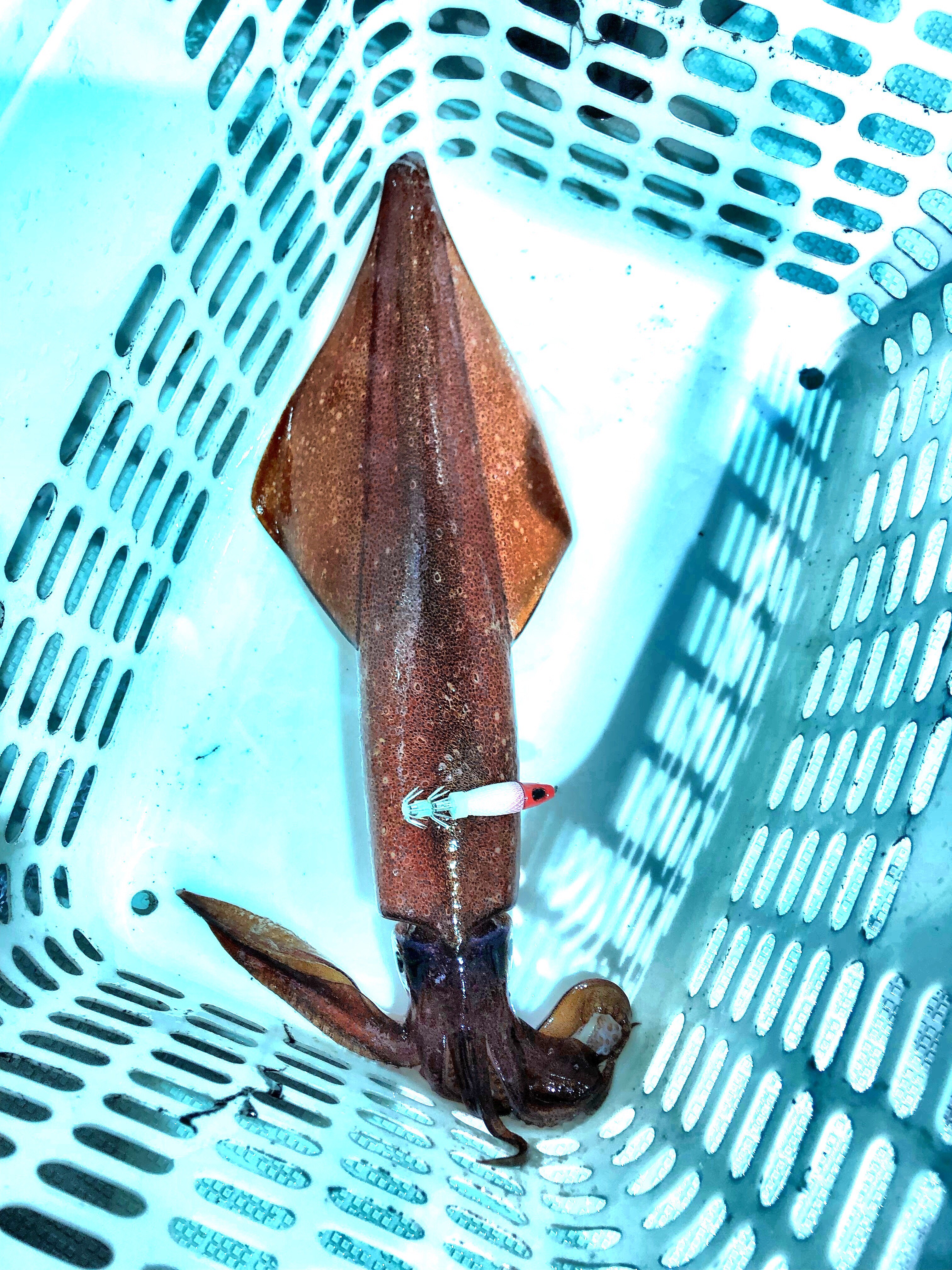 ☆　エリア：日本海 鷹巣沖エリアエリア　遊漁船：シーライオン様  ☆