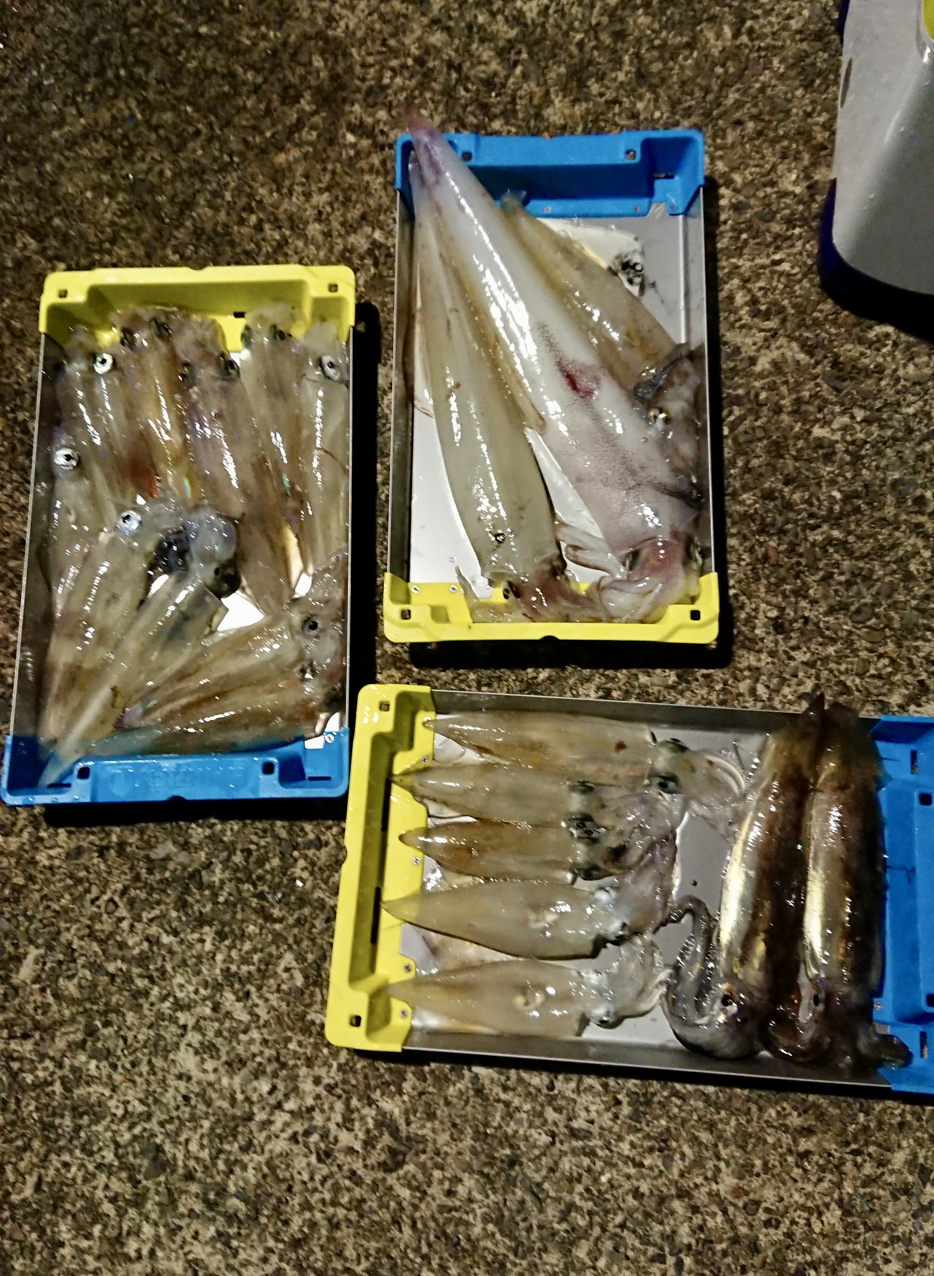 ☆　エリア：越前エリア　遊漁船 HOZAN様  ☆