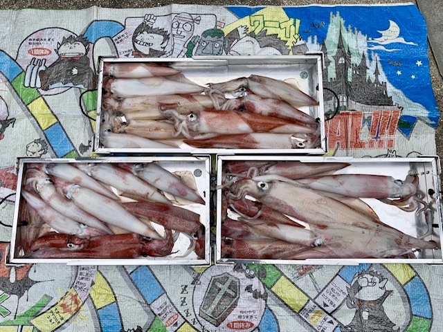 ☆　エリア：京都府中浜エリア　遊漁船：ワープゾーン様  ☆