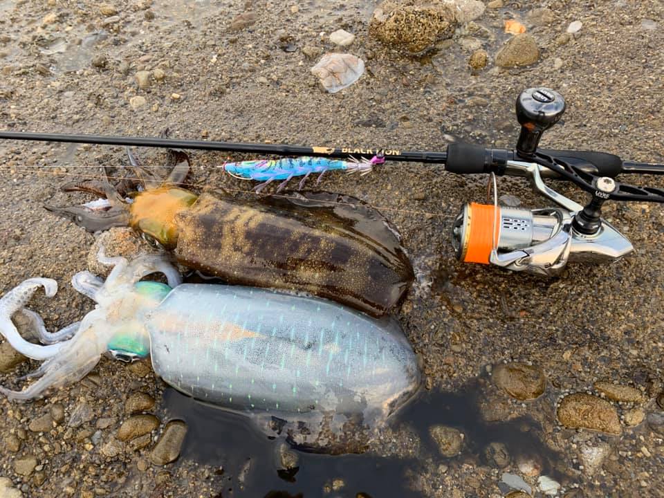 【 初冬エギング 】