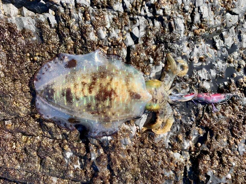 【 陸っぱりエギング 】