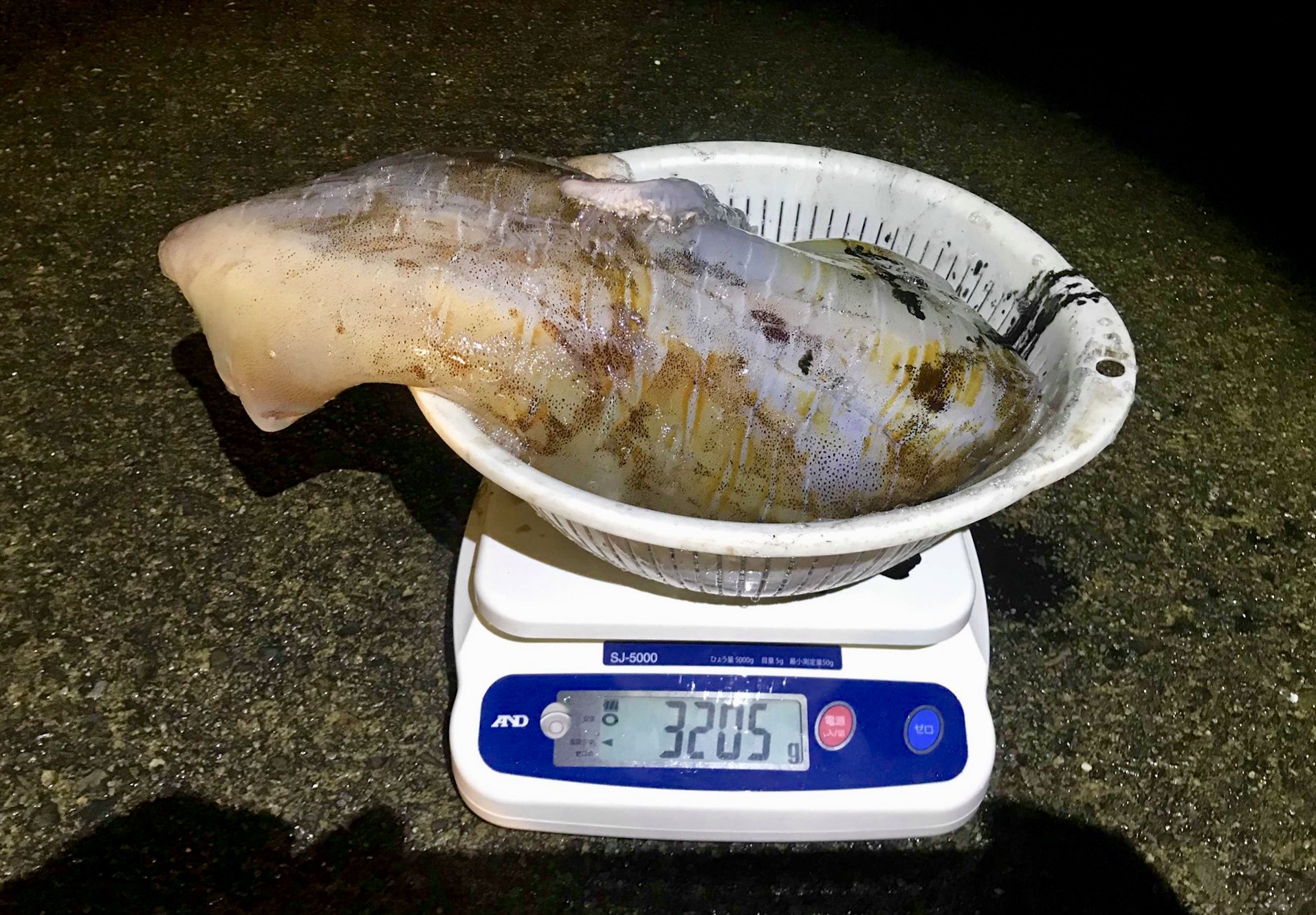 【  ラーテル77近日入荷  】