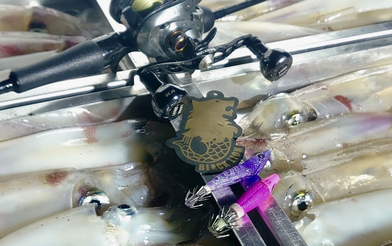 【 日本海でもサウスッテ好調 】