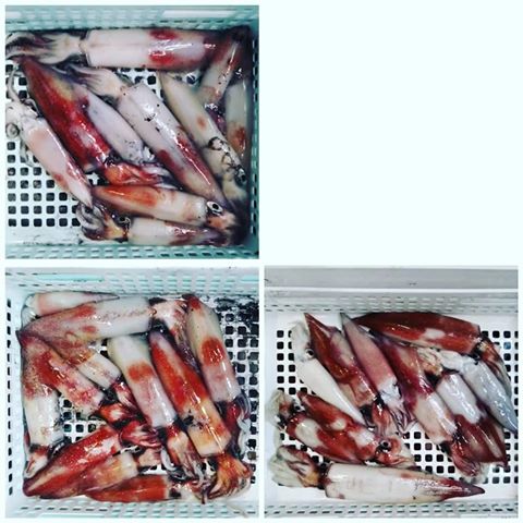 【 八角スッテチャレンジ 2020 】