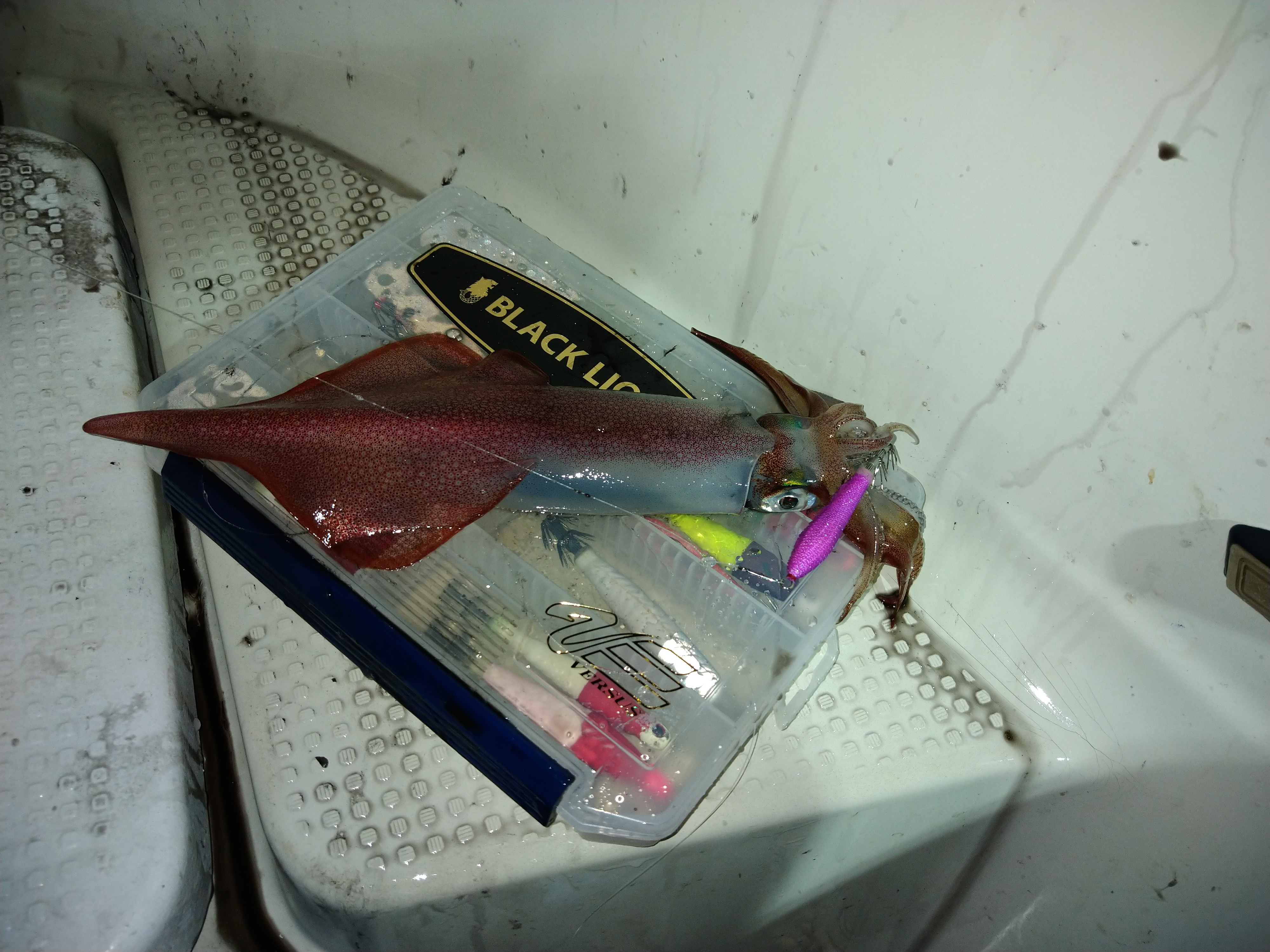 ☆　エリア：福井県三国沖エリア 　☆