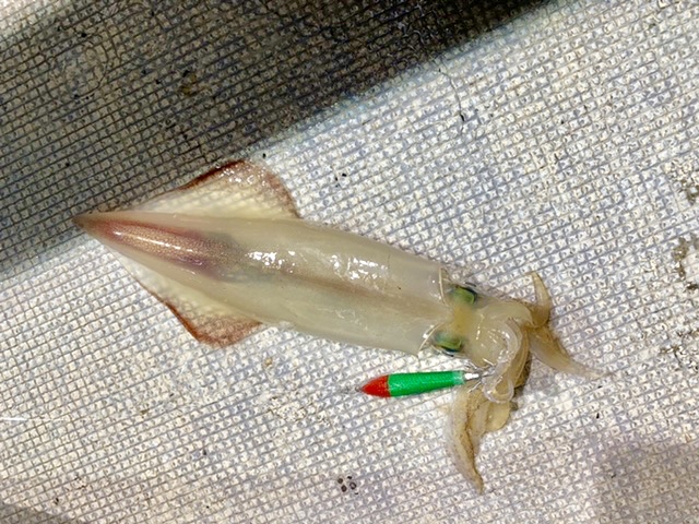 ☆  エリア：福井県越前エリア 遊漁船：真幸丸 様    ☆