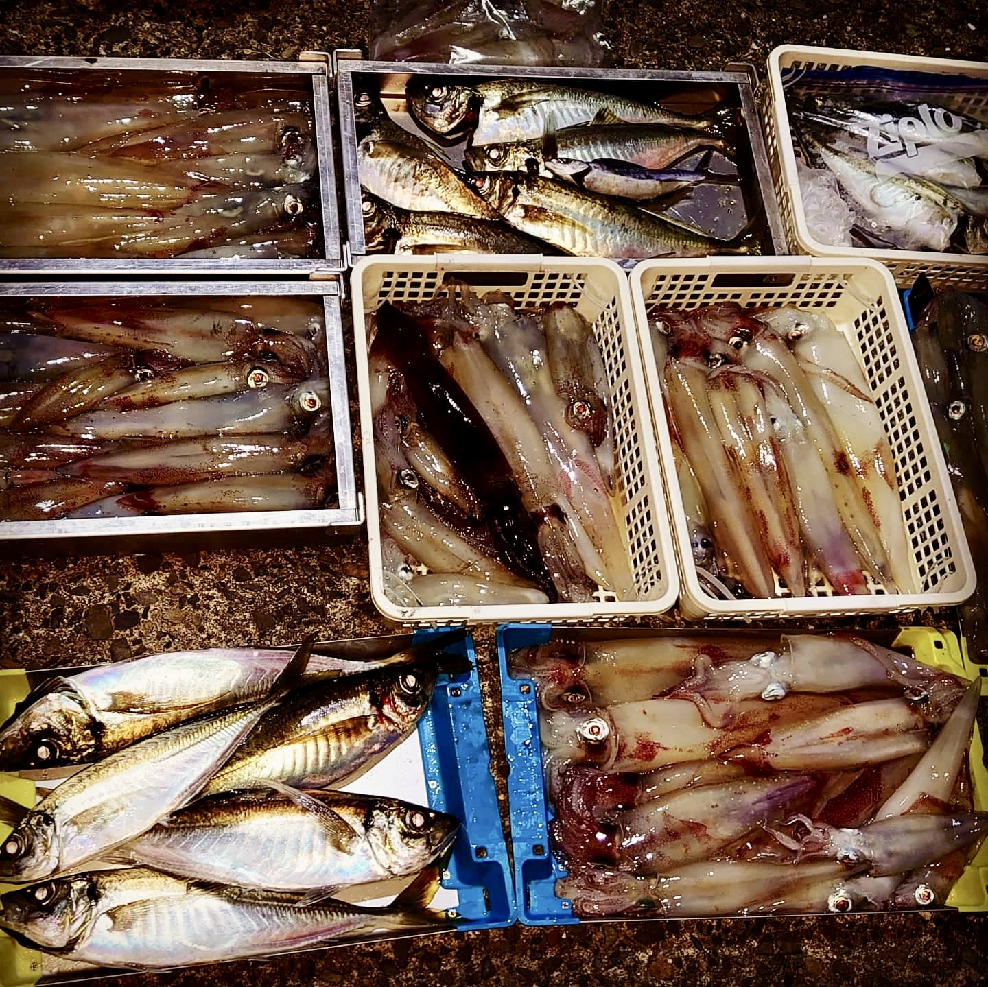 ☆　エリア：福井県越前エリア  遊漁船：越前三国沖宝来丸　☆