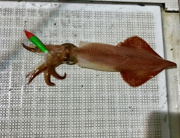 ☆　エリア：福井県越前エリア　　遊漁船：宝来丸様　☆