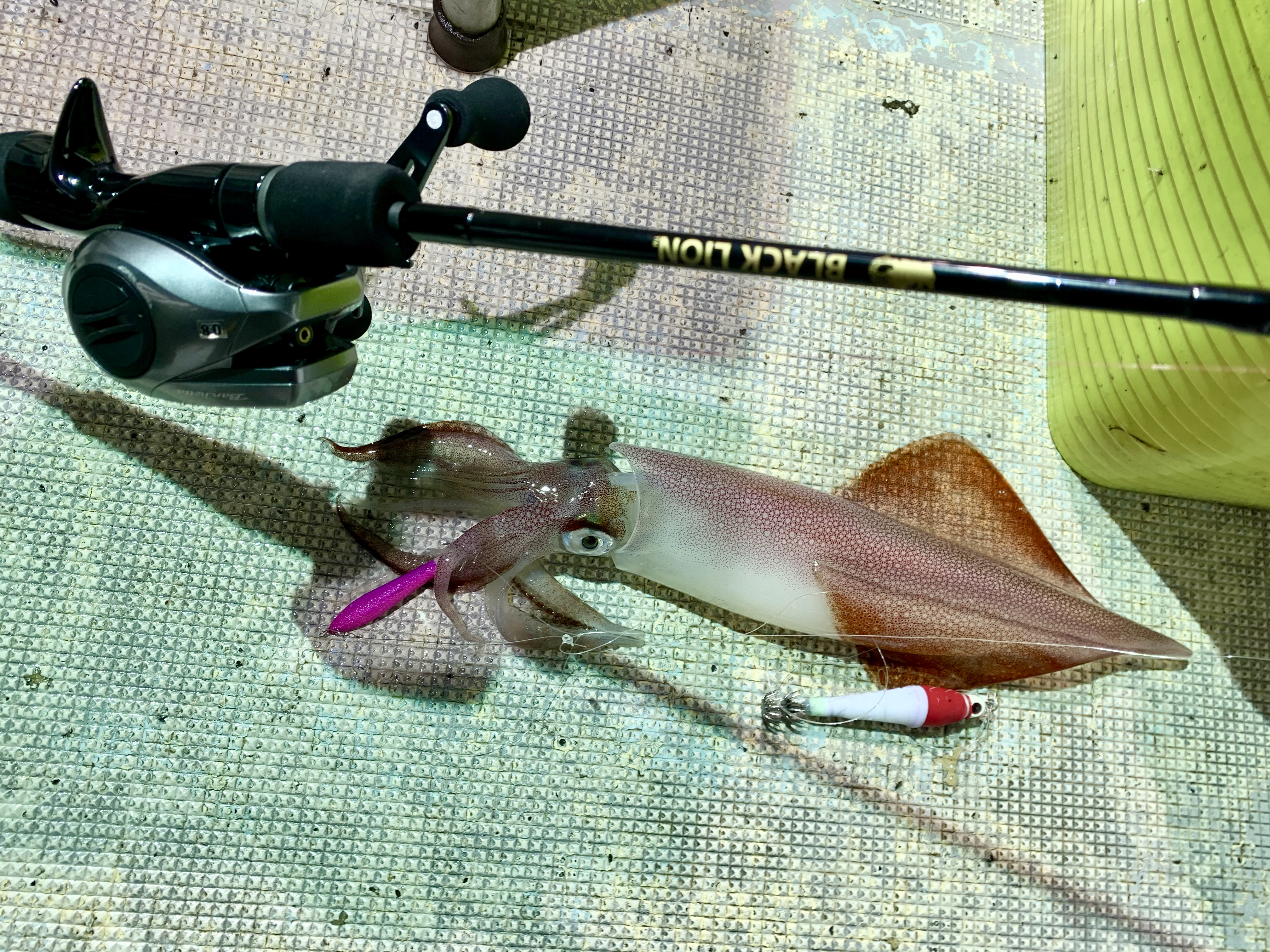 ☆　エリア：福井県越前エリア　遊漁船：真幸丸様　☆