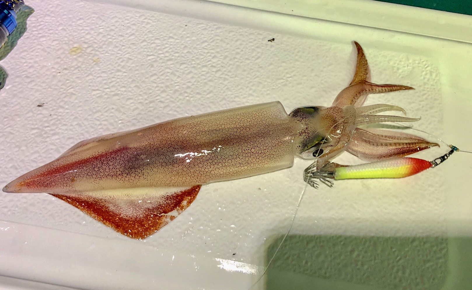 ☆　エリア：福井県茱崎エリア  遊漁船：まるいち様　☆