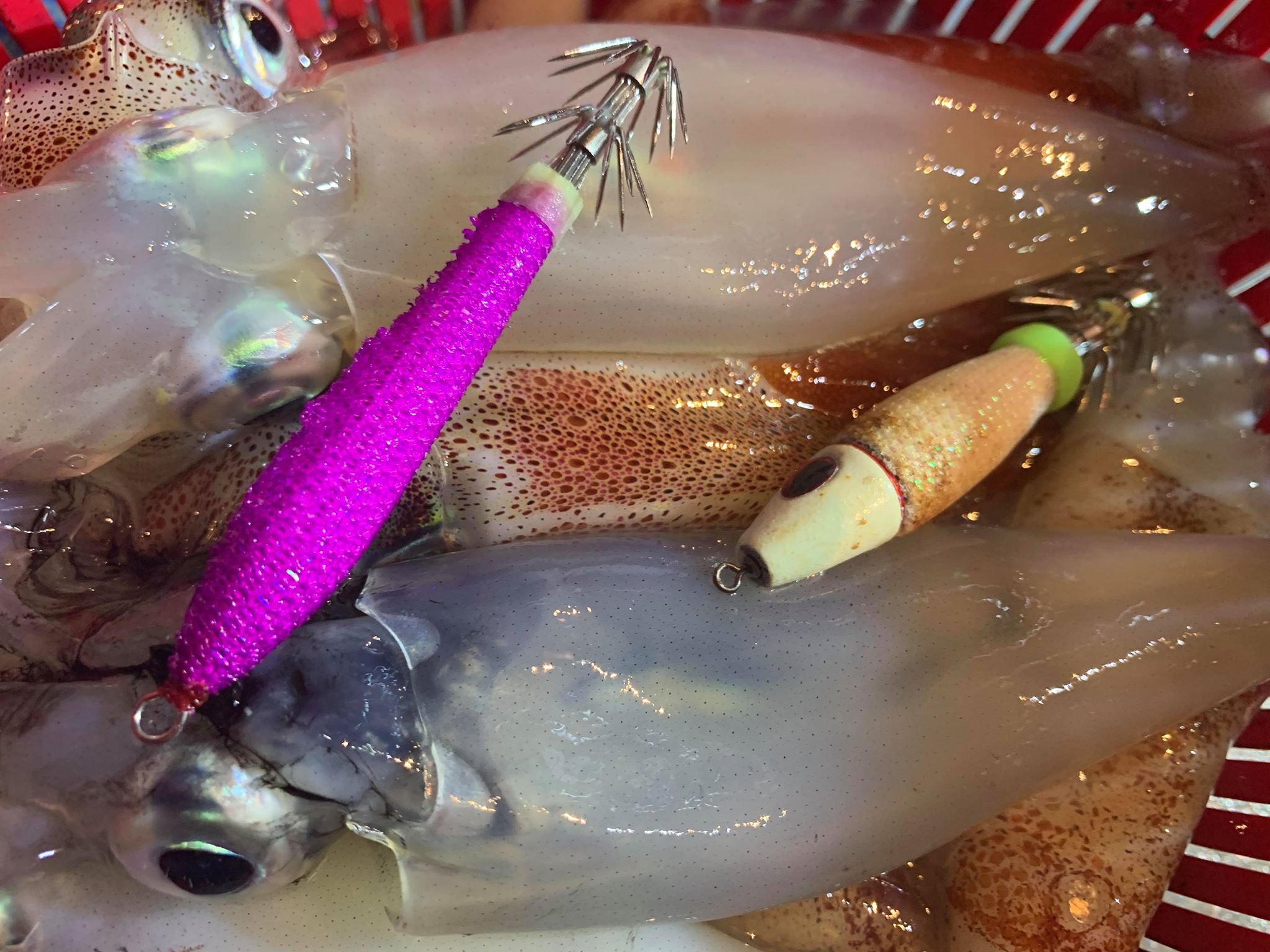 ☆　エリア：和歌山中紀エリア 遊漁船；泰斗丸様 ☆