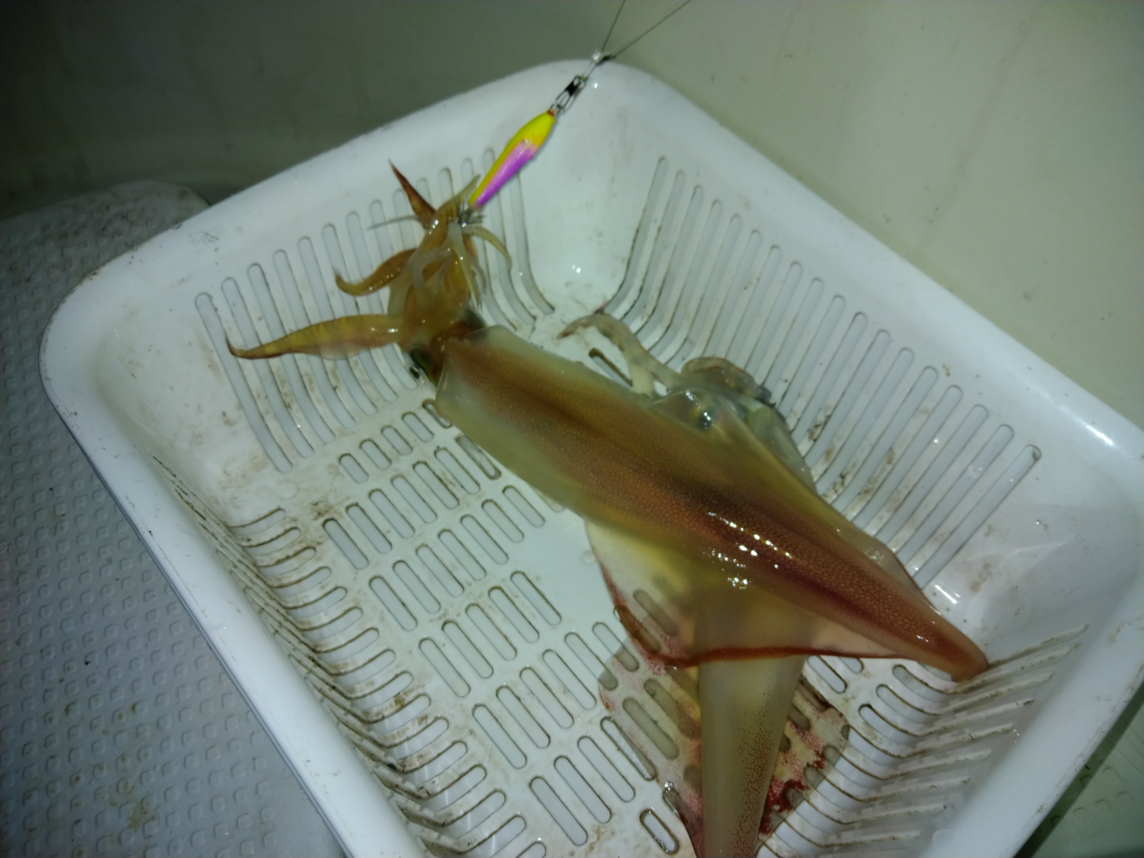 ☆　エリア：福井県三国エリア 　☆