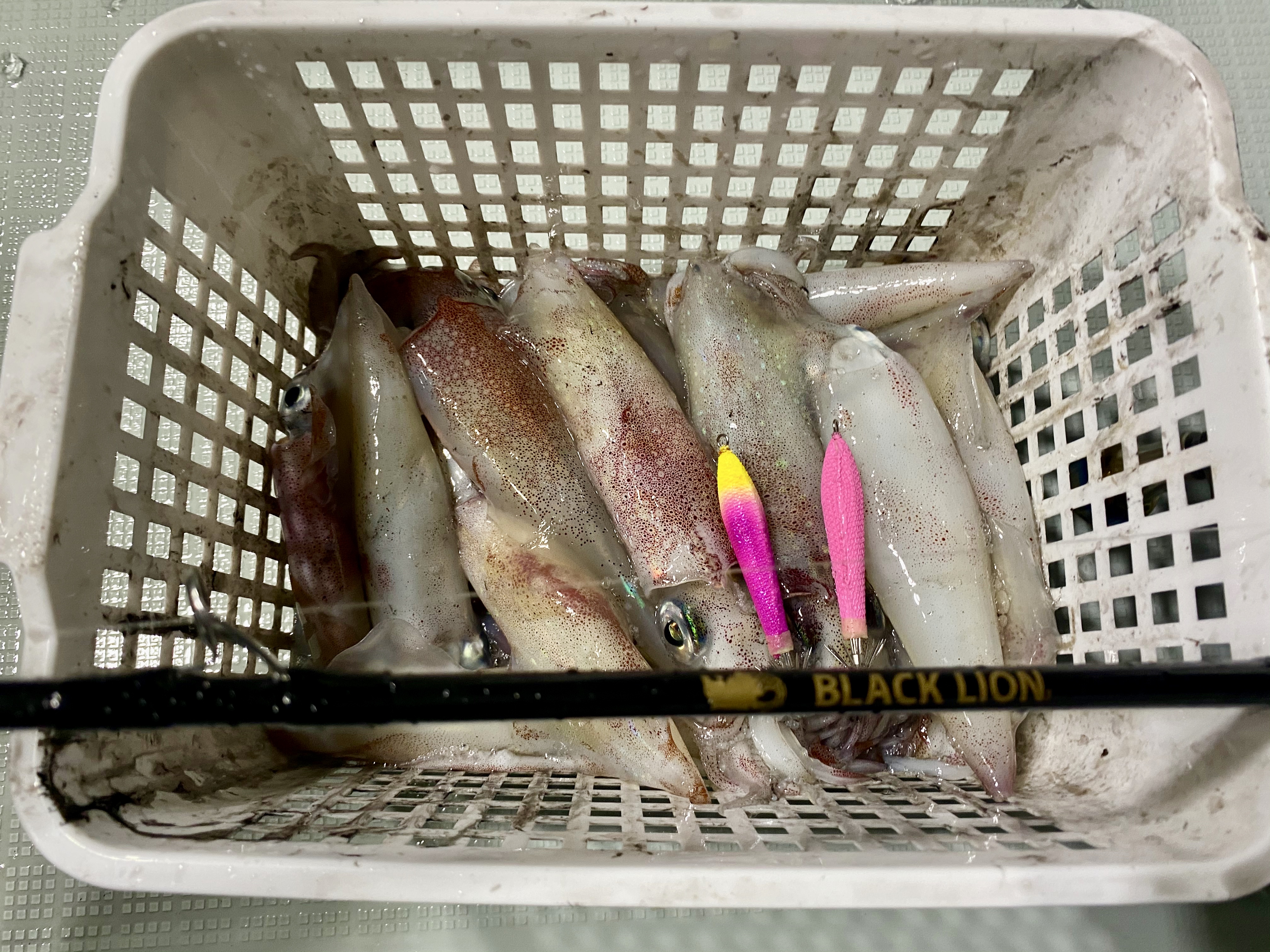 ☆　エリア：和歌山南紀エリア 遊漁船：サウスカレント様　☆