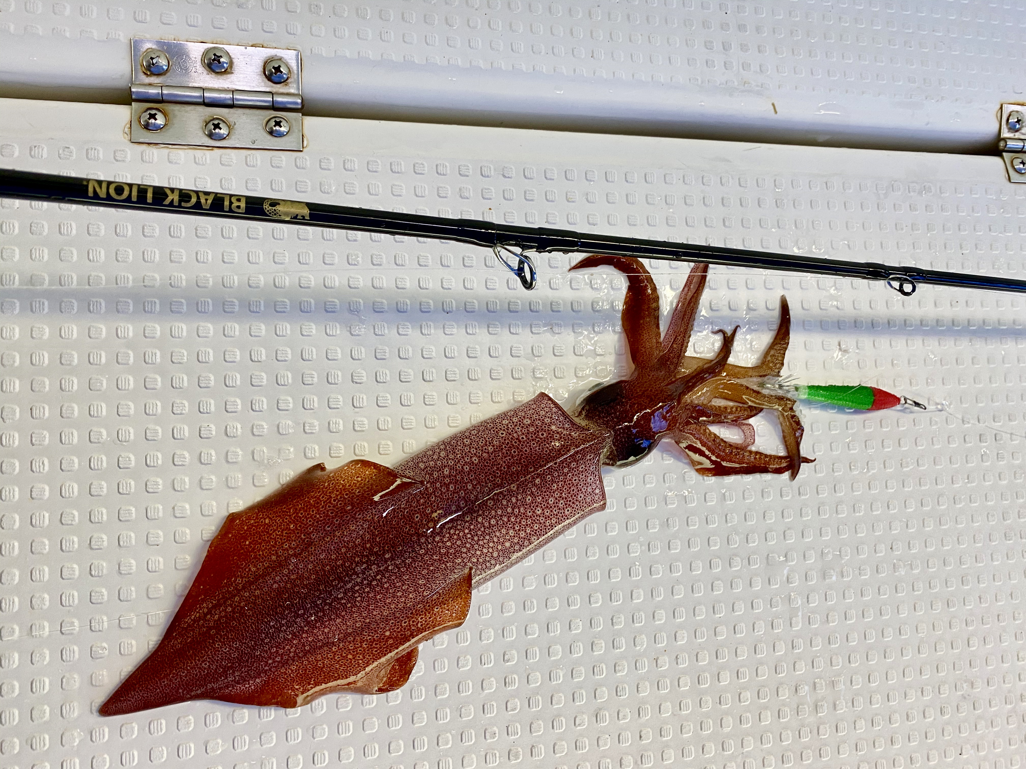 ☆　エリア：福井県敦賀エリア 　遊漁船：一美丸様　☆