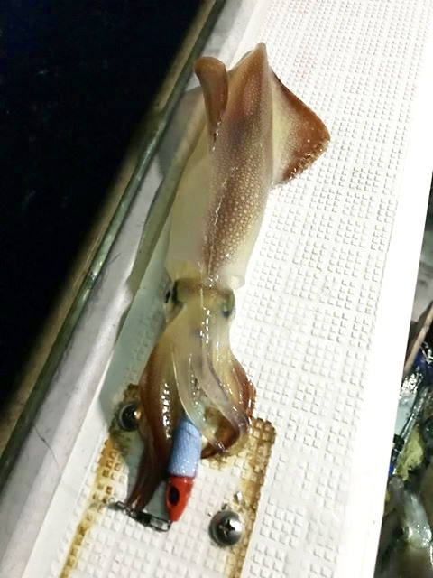 ☆　エリア：島根県出雲市エリア 遊漁船：磯辺丸様 ☆