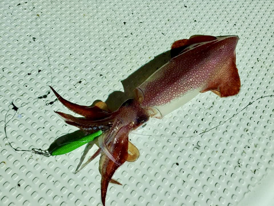 京都伊根エリア 【 珀宝丸様 】