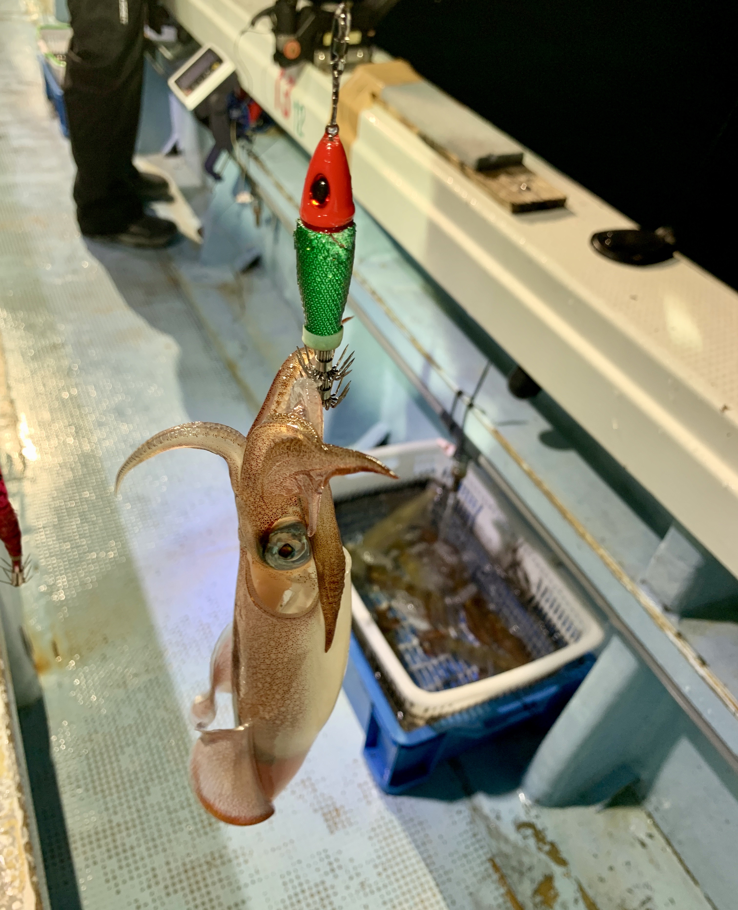 ☆　エリア：福井県敦賀エリア 遊漁船：豊漁丸様 ☆