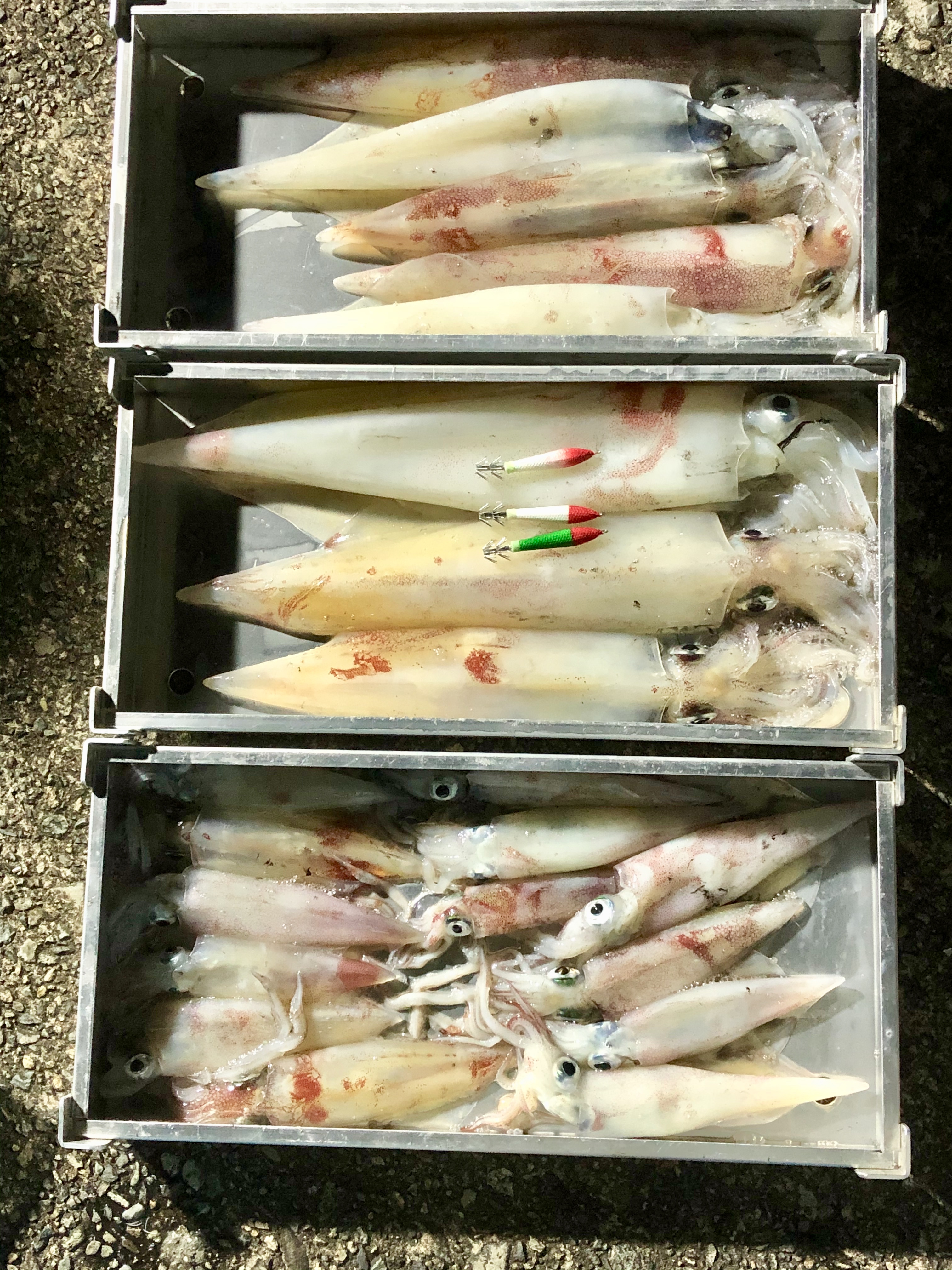 ☆　エリア：福井県三国沖エリア 　☆