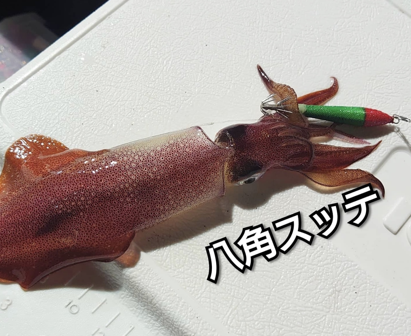 ☆　エリア：福井県三国エリア  ☆