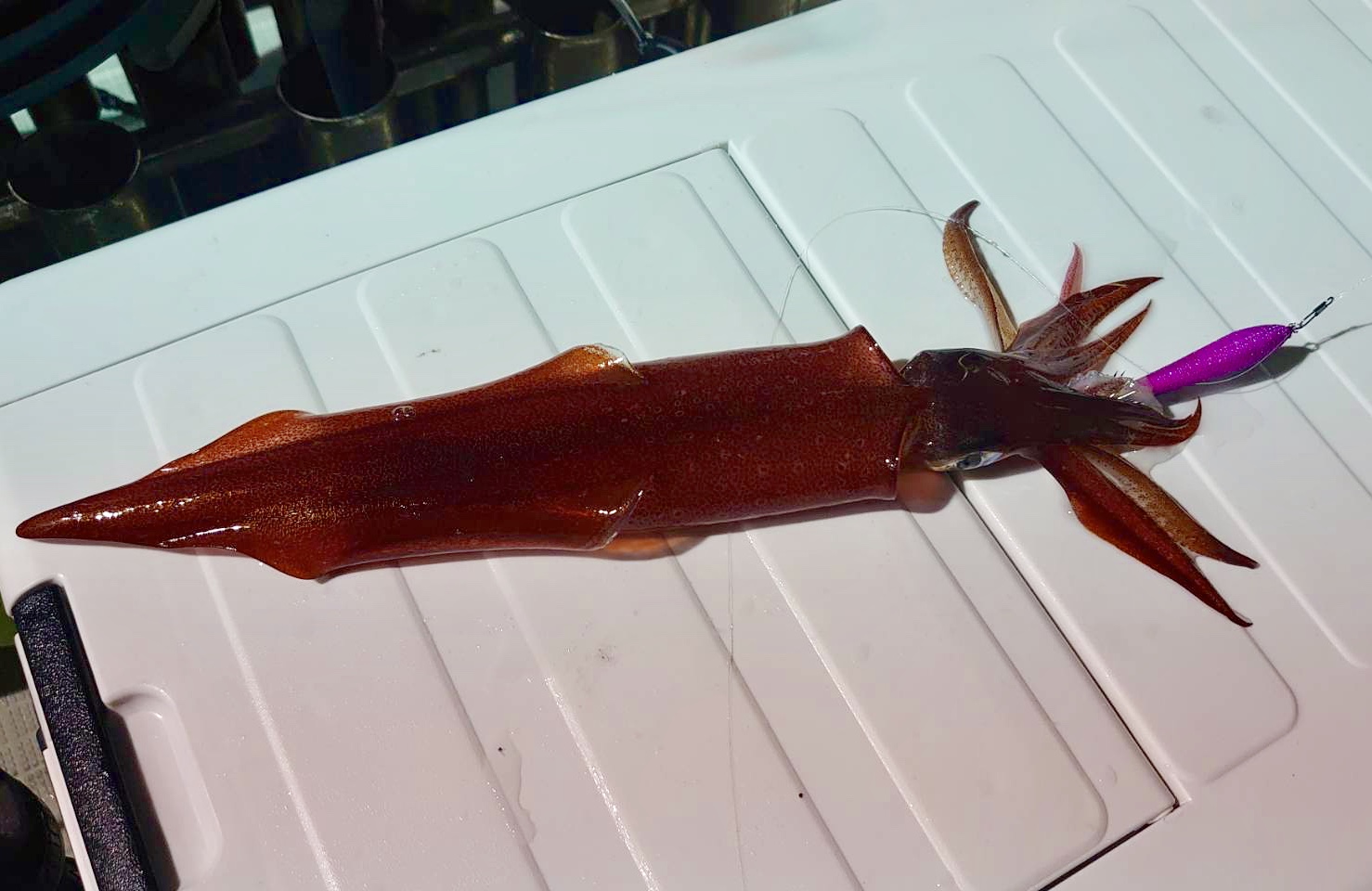 ☆　エリア：福井県越前エリア　遊漁船：宝来丸様　☆