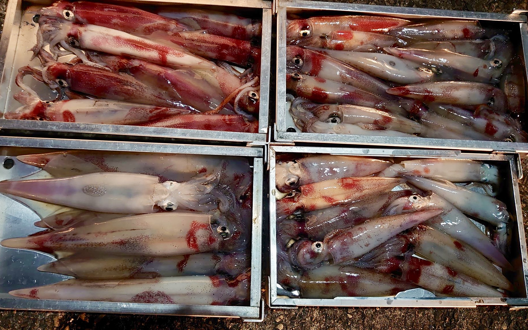 ☆　エリア：福井県三国エリア 遊漁船；宝来丸様 ☆