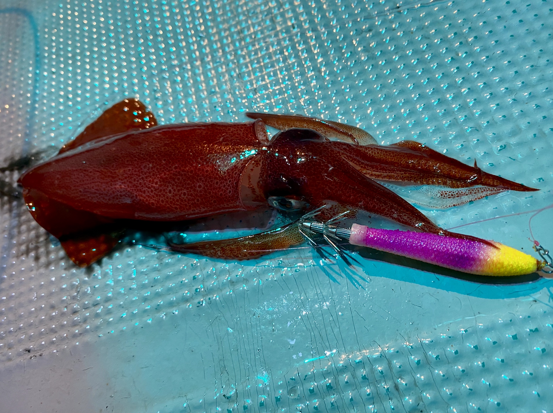 ☆　エリア：和歌山県南紀白浜エリア 遊漁船：SEAHORSE様 ☆