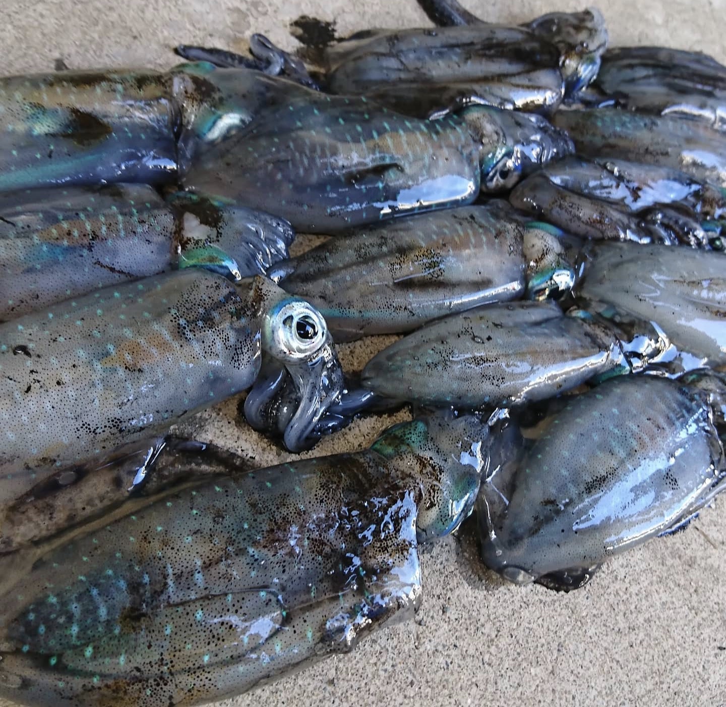 【 日本海エリアでもエギングシーズン開幕 】