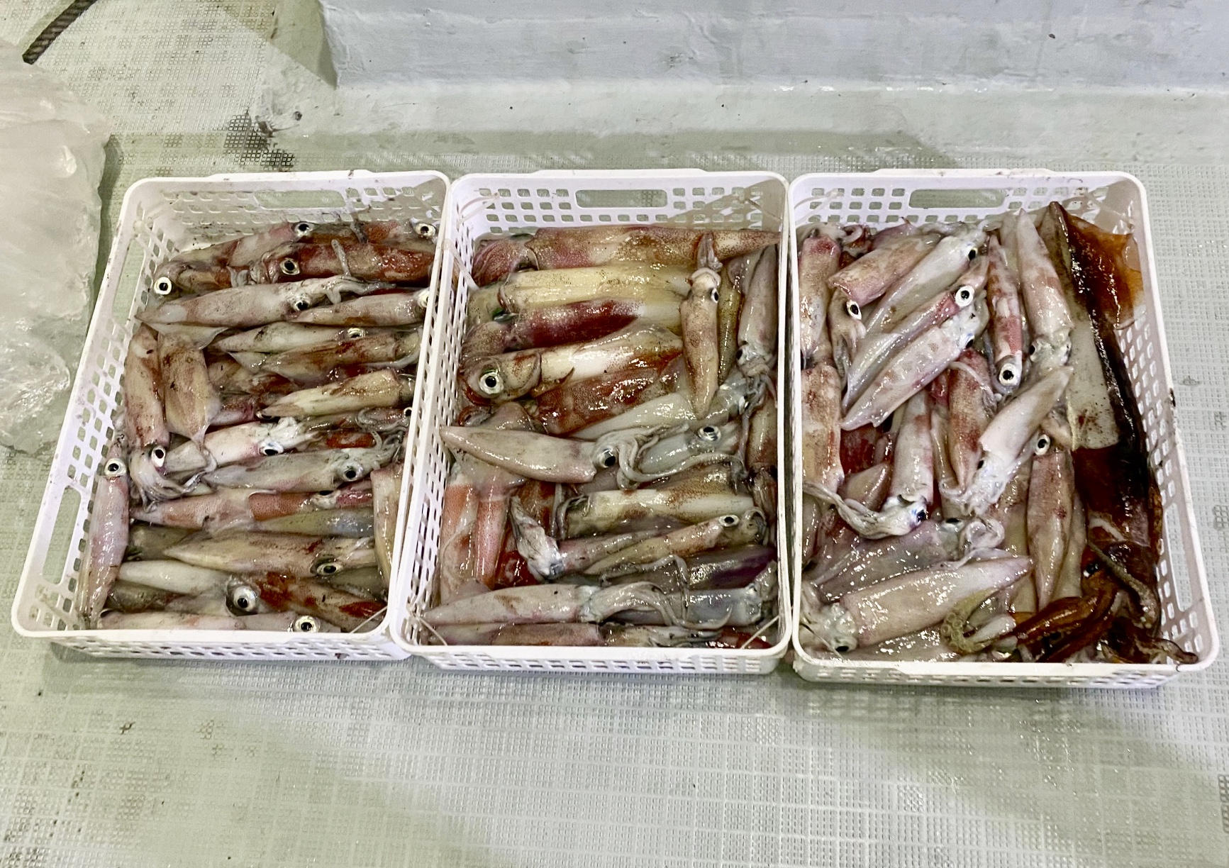 【 八角スッテチャレンジ 2020 】