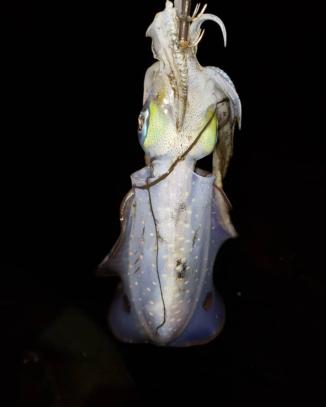 【  キロUPも増えてきた南紀 】