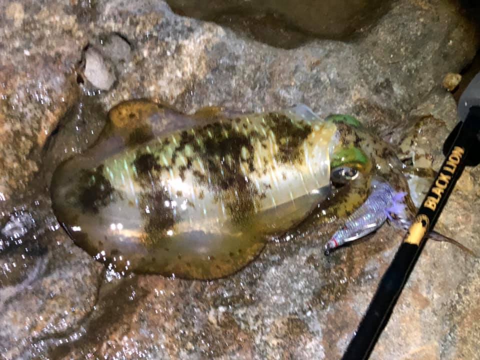 【    月夜周りエギング　 】