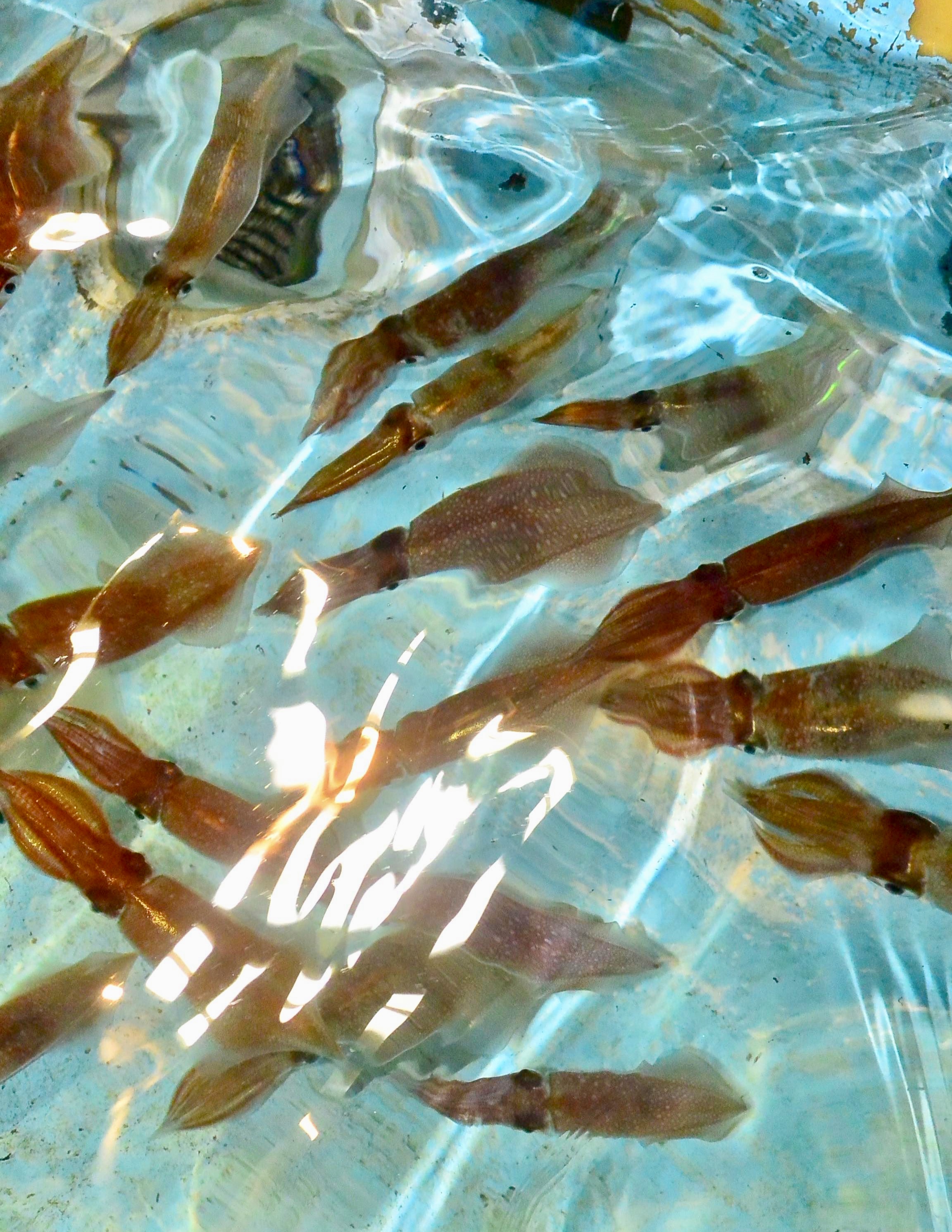 【　冬のイカメタルゲーム　】