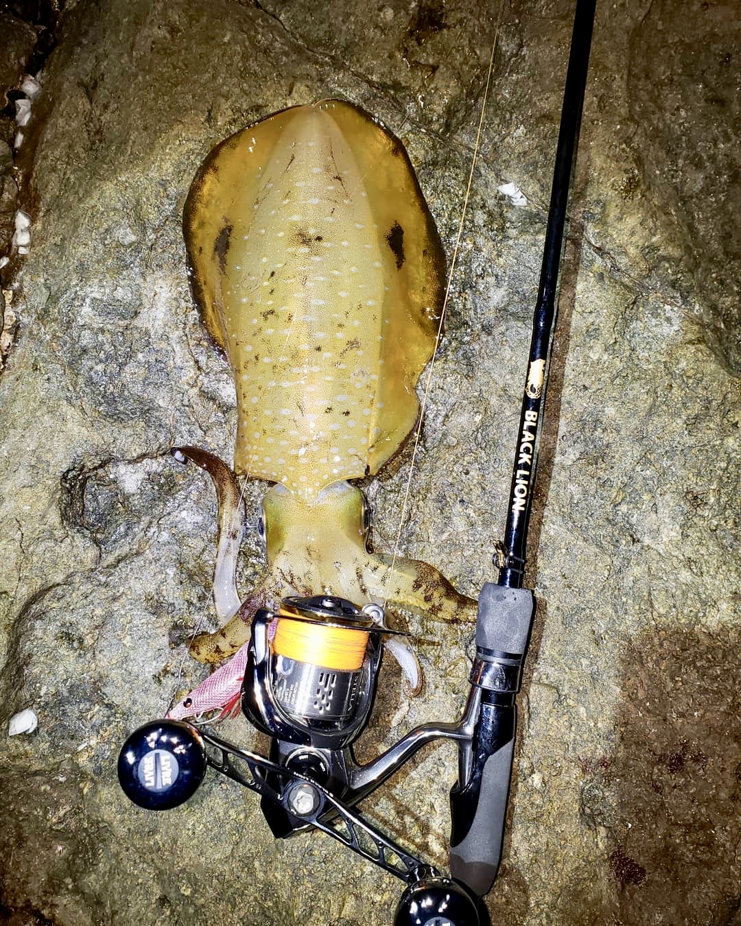 【 モンスターシーズン到来 】