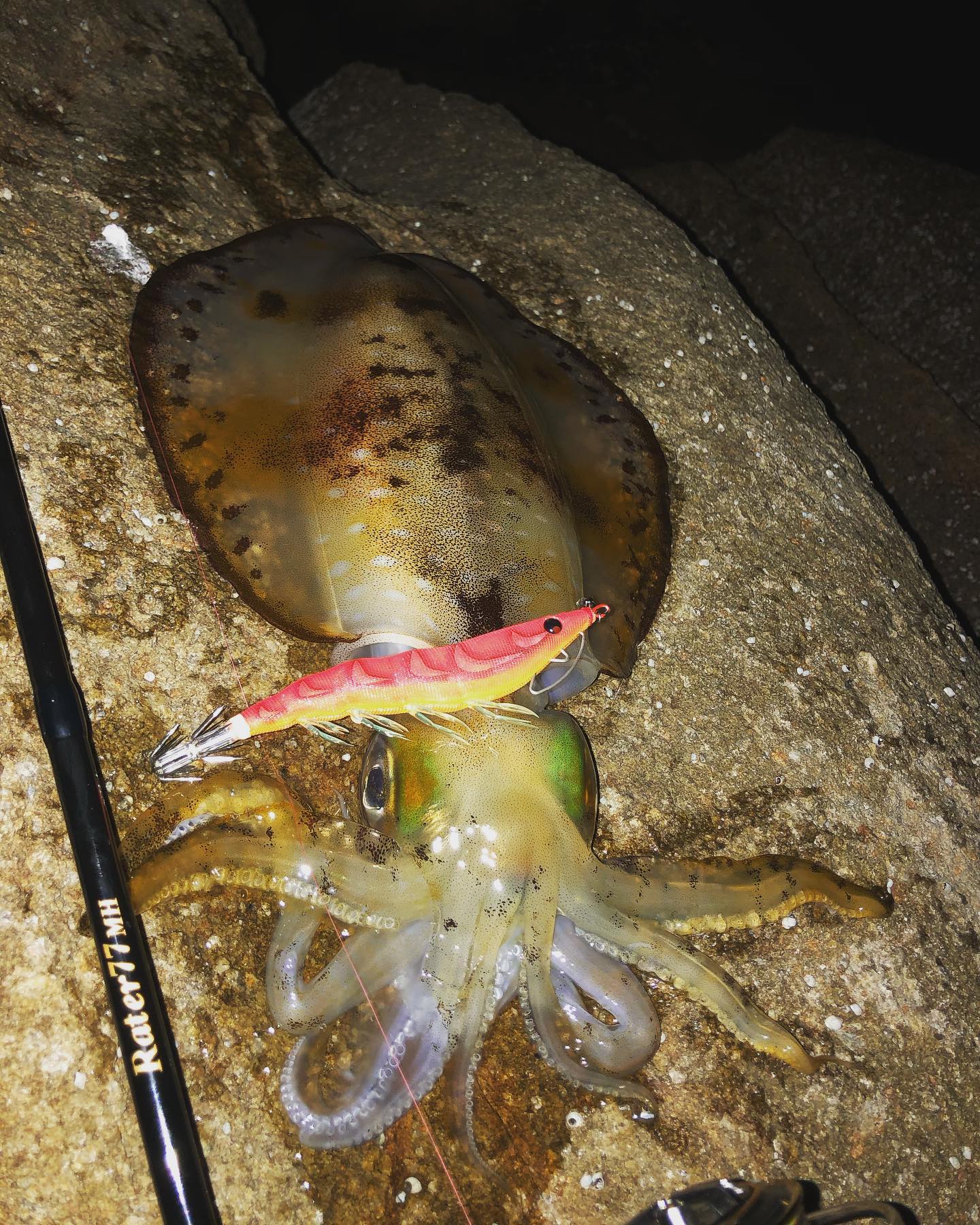 【　三重県でも遂にモンスター　】