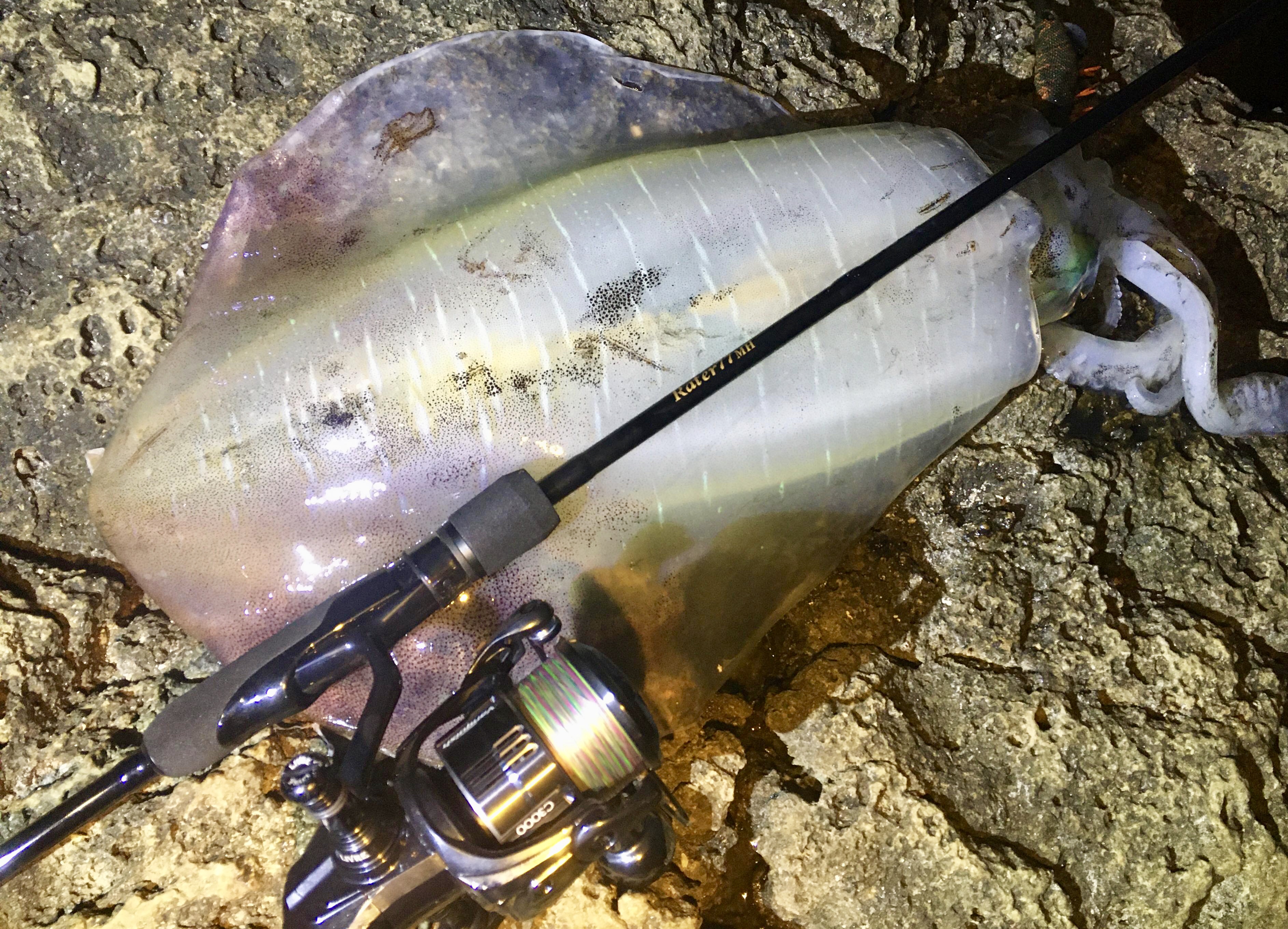 【　デカイカ！キャッチ　】