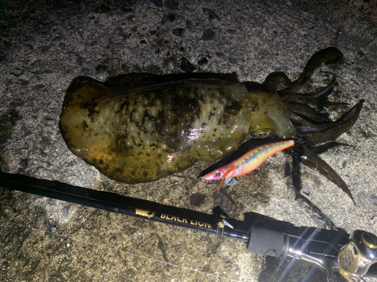 【　ラーテル77MHで　】