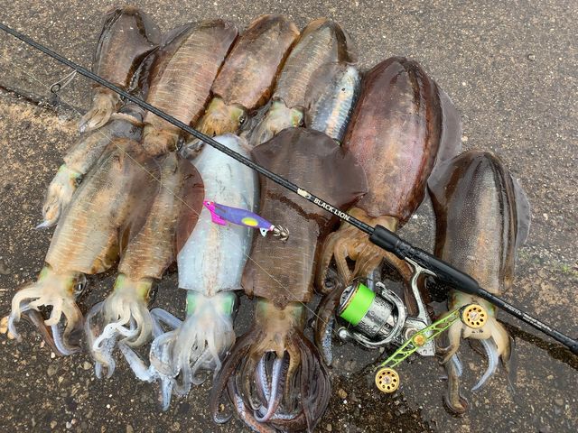 【　三重エリア　ティップラン春のデカイカシーズン　】