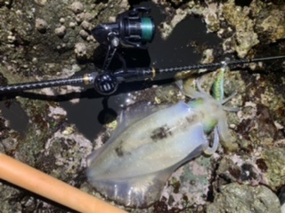 【　東海エリア　伊豆でもエギングシーズン開幕　】