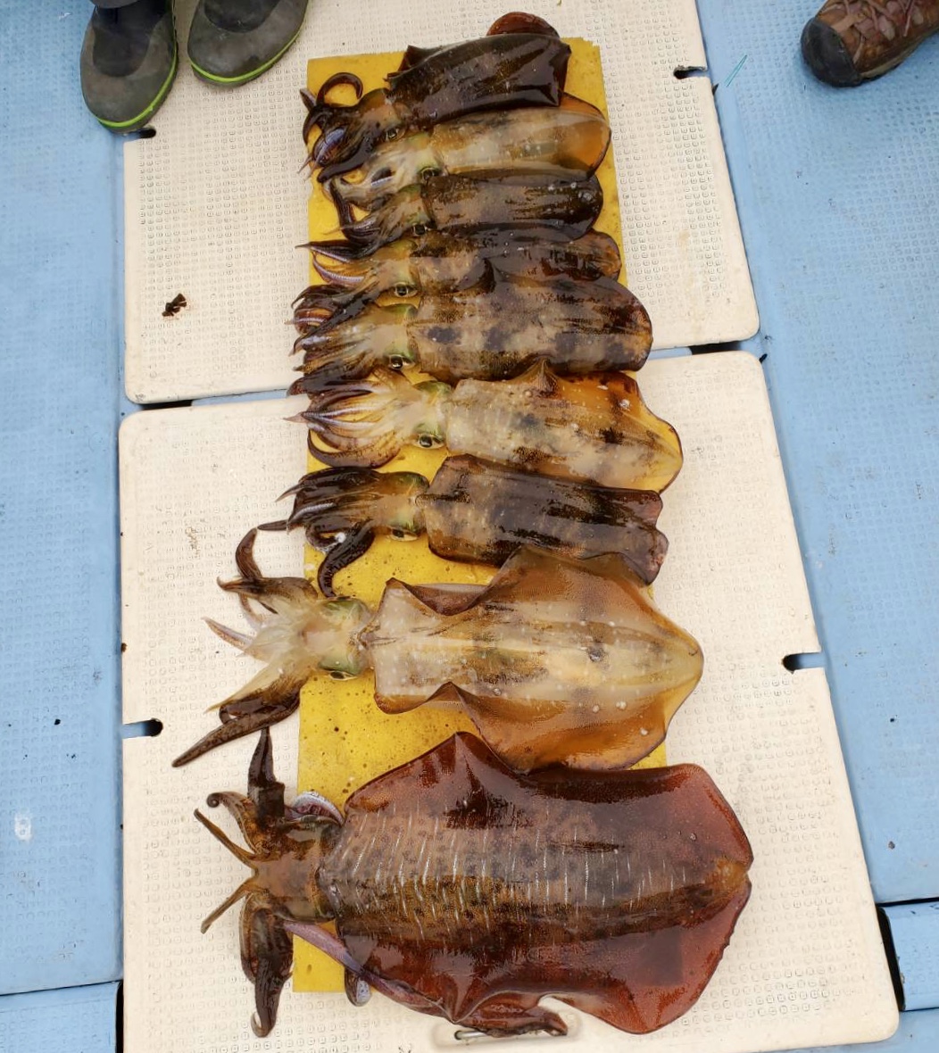 【　ティップランもデカイカシーズン　】