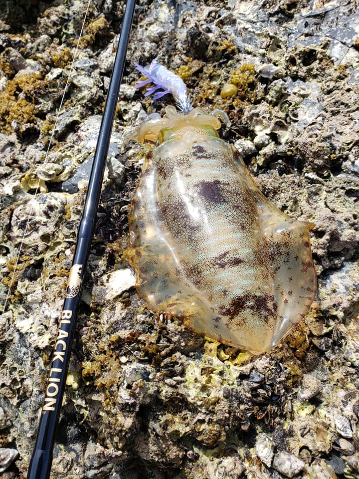 【   南紀エリアもモンスターシーズン  】