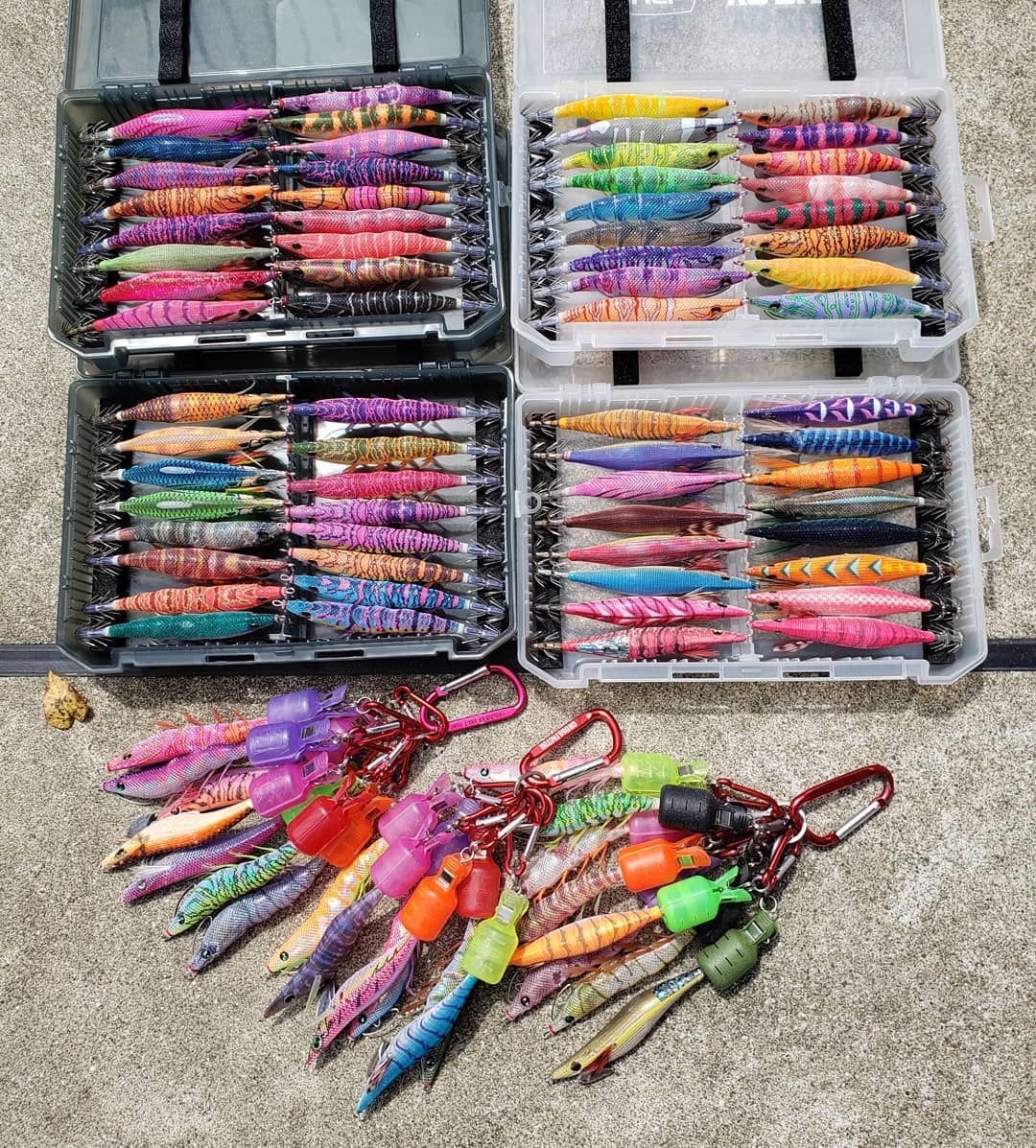 【　デカイカいつ出ても・・・　】