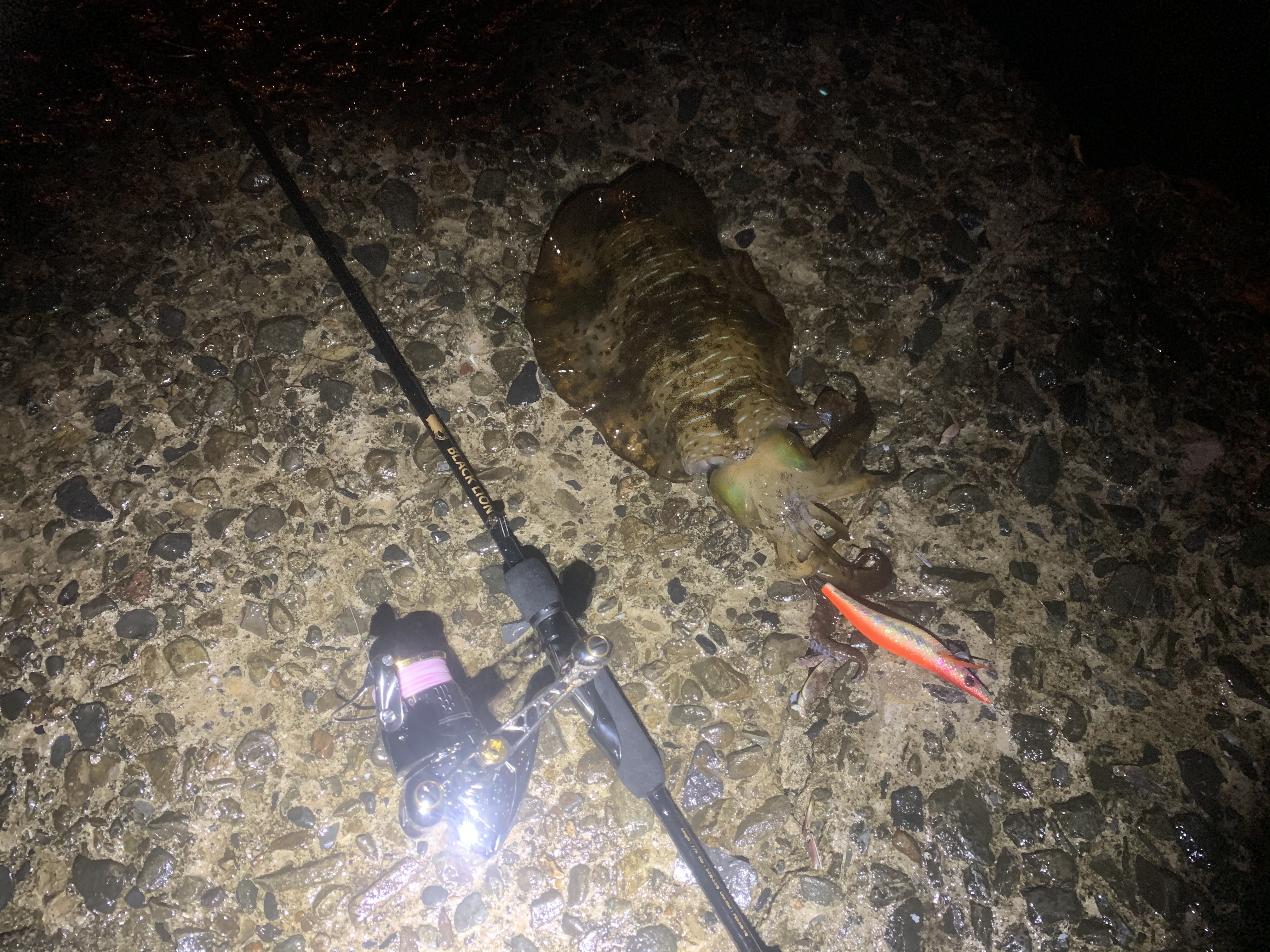 【　熊本エリア　春のエギングシーズン　】