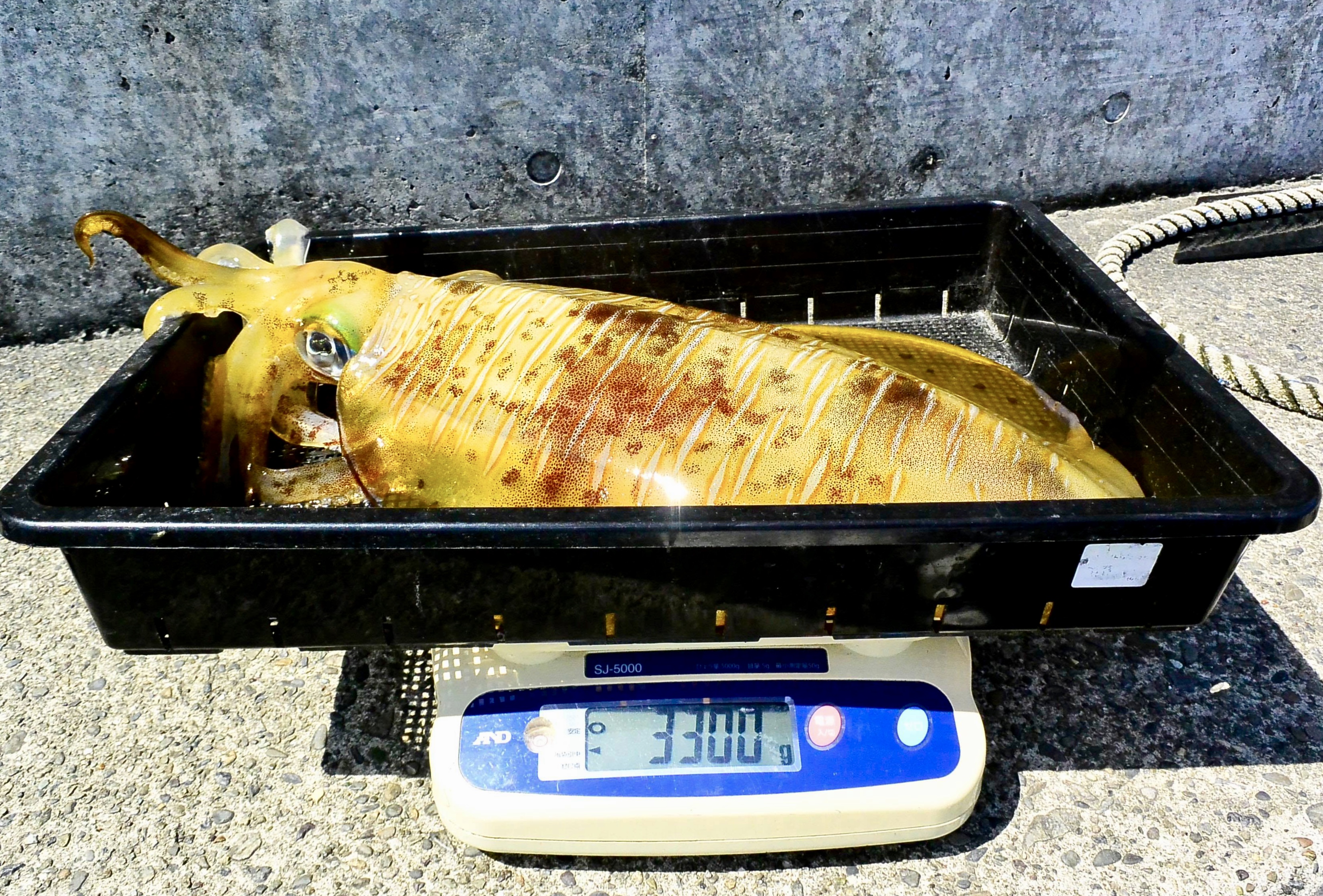 【　ラーテル77でモンスター　】