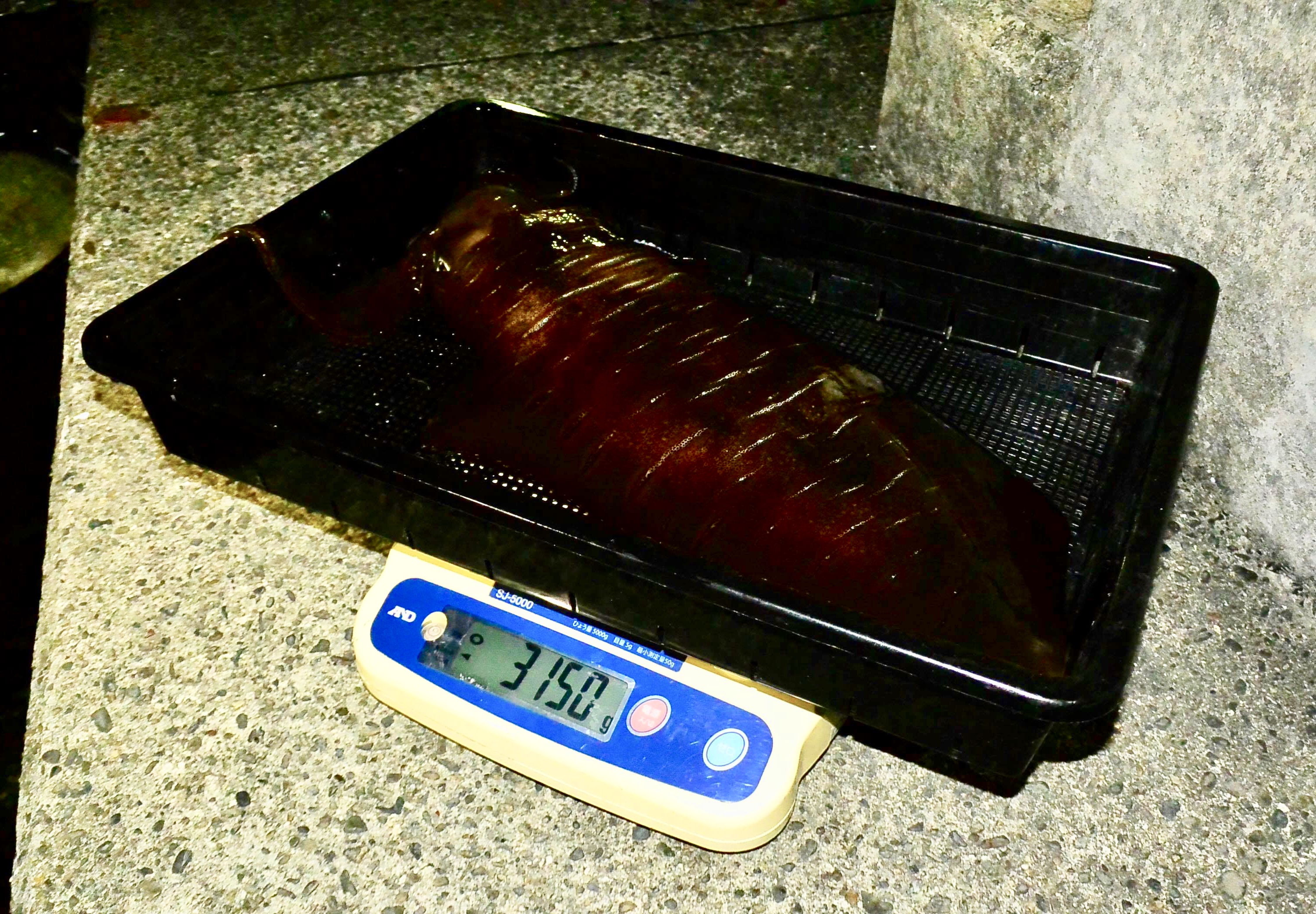 【  陸っぱりでもオフショアでも活躍  】