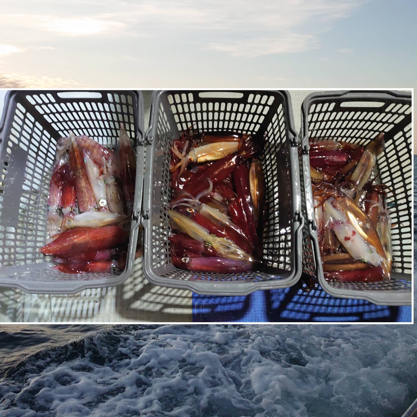 【 日本海エリアイカメタル開幕！ 】