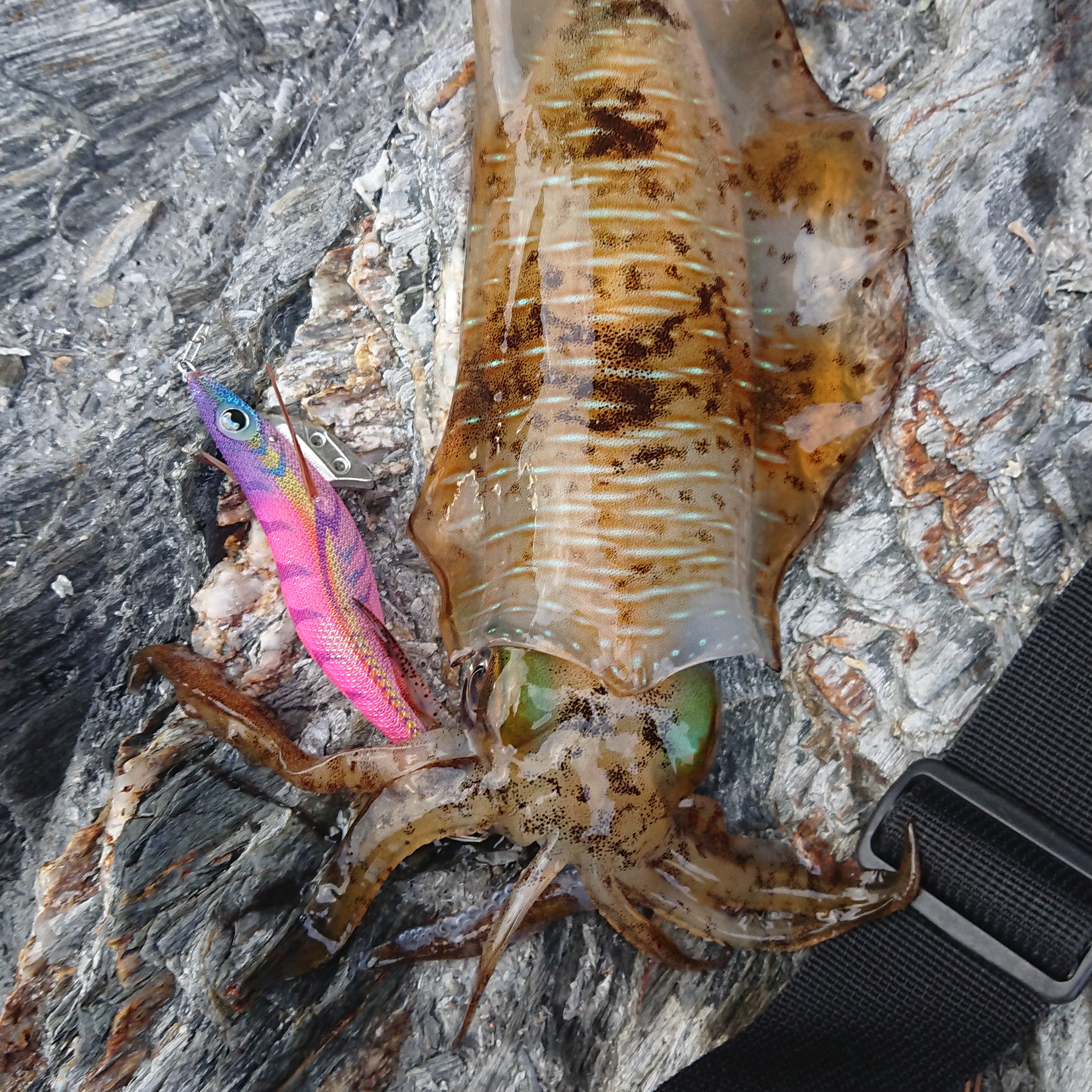 【　和歌山　紀北エリアもエギングシーズン開幕　】