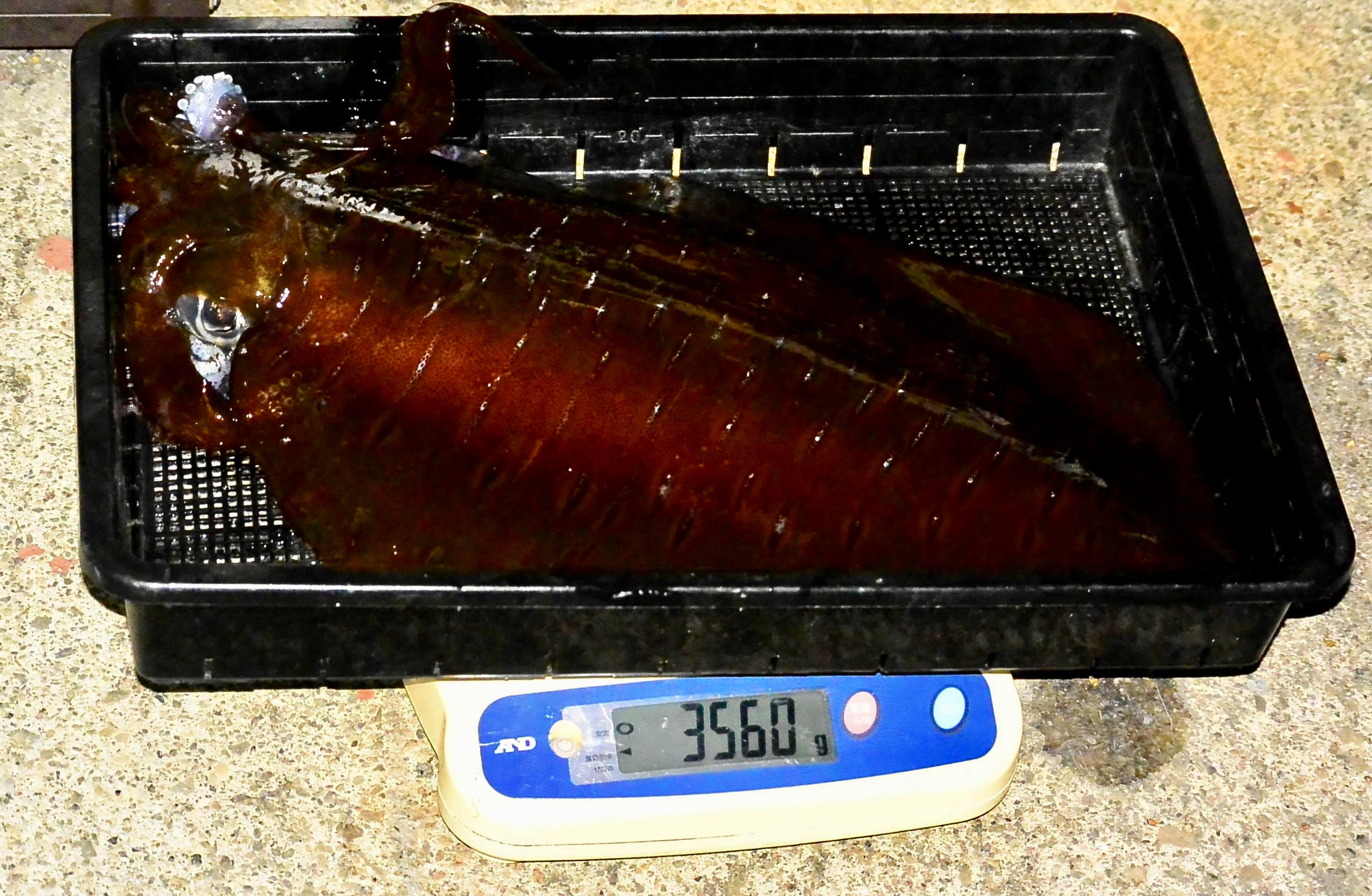 【　和歌山エリア　ボートエギングシーズン　】