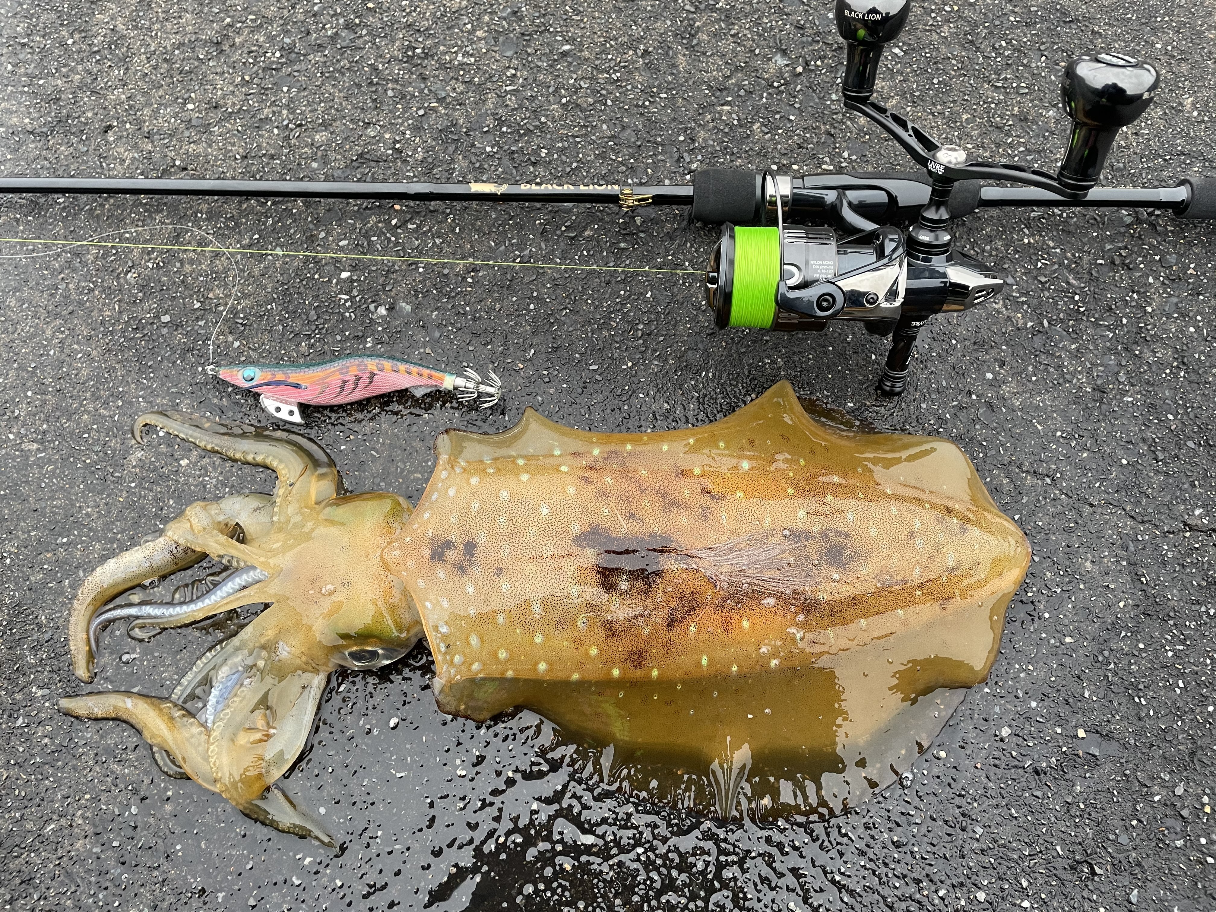 【　日本海エリアでも良型連発　】