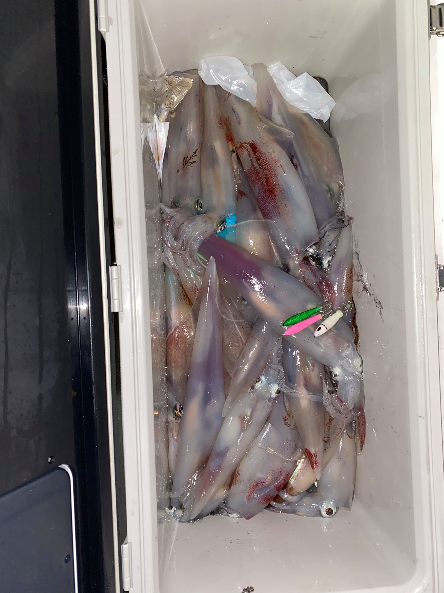 【　イカメタルシーズン到来　】