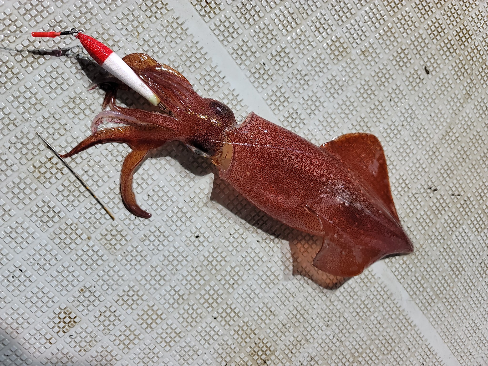 【　マイカシーズン　】