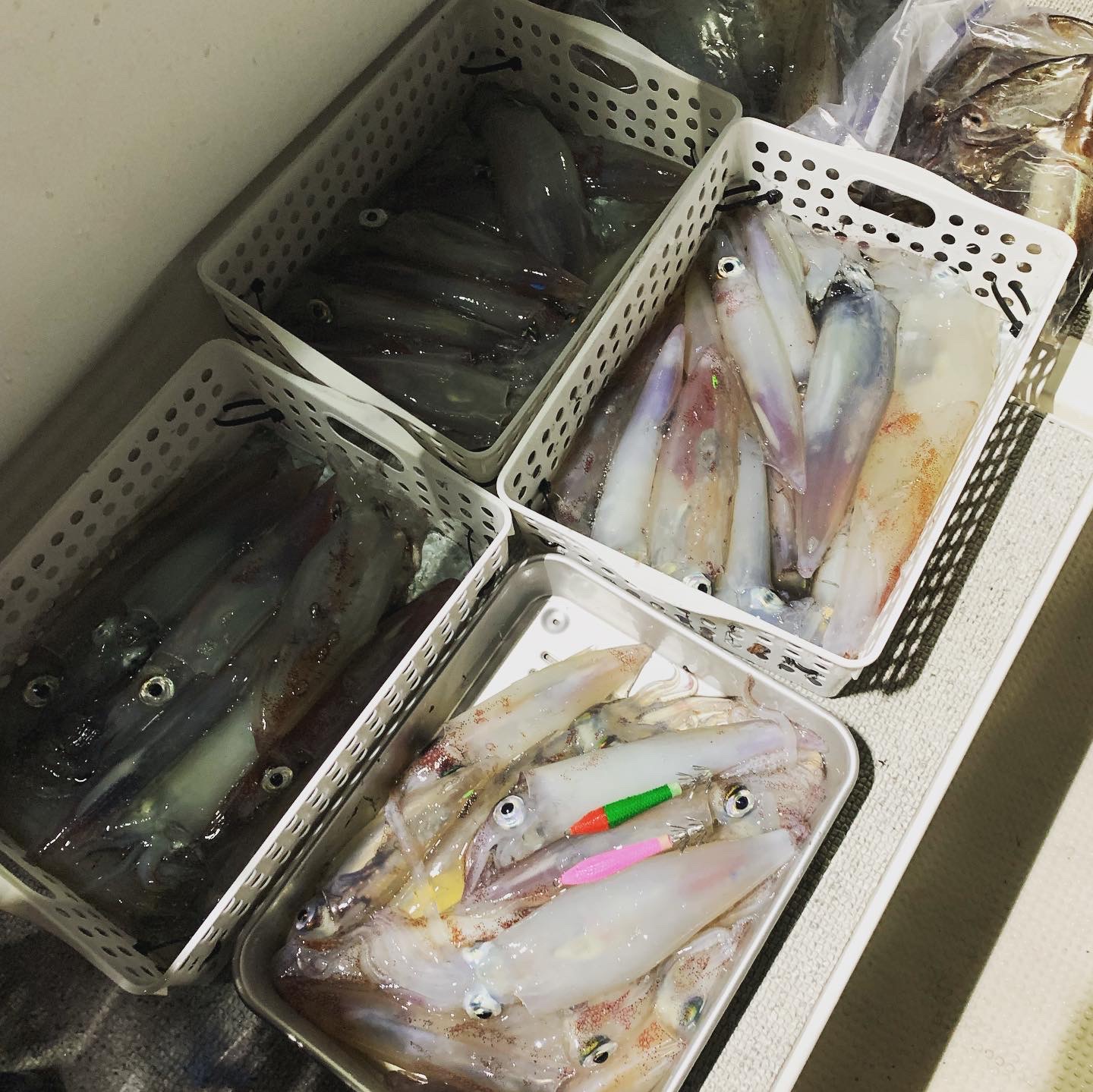 【　レッドグリーンでノリノリ　】